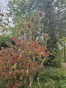 Christy 07 Kaardebollen in Sarphatipark